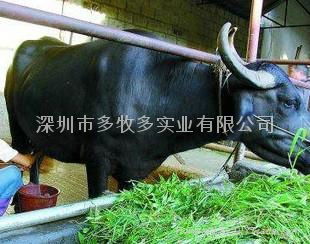供應深圳水牛奶13612954210 4