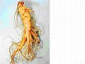 Ginseng Root Extract 80% Ginsenosides 1