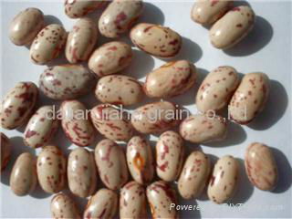 Light Speckled Kidney beans