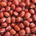 Small red beans 1