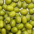 Green mung beans 1