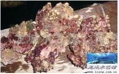 鈣藻活石