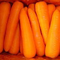 Carrot