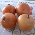 Fresh Onion 1