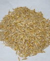 Feed Barley-Six Rowed Barley 1