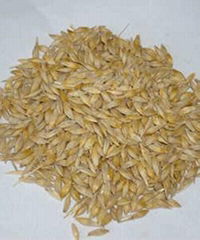 Feed Barley-Six Rowed Barley