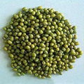 GREEN MUNG BEAN 1