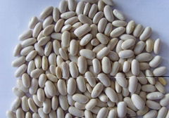 WHITE KIDNEY BEAN ( JAPAN TYPE )