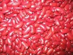 RED KIDNEY BEAN ( BRITISH TYPE ) 