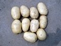 Holland potato 1