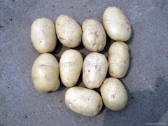 Holland potato