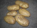 Holland potato 2