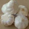 pure white garlic 3