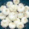 fresh garlic 2