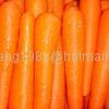 carrot