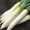 white radish