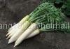 white radish 2