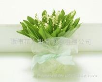 杭州花卉租赁、绿植租摆 2