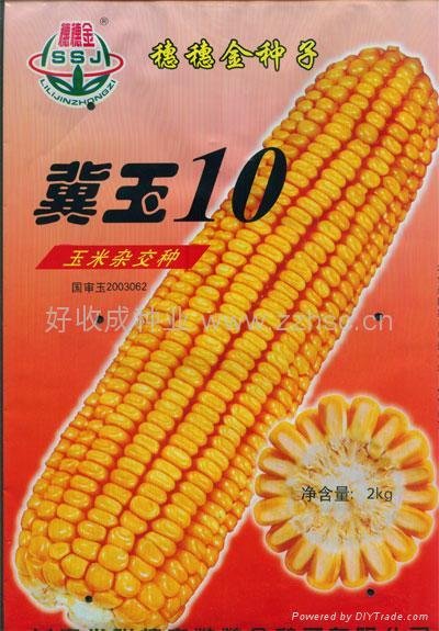 舜麦1718小麦种子简介图片