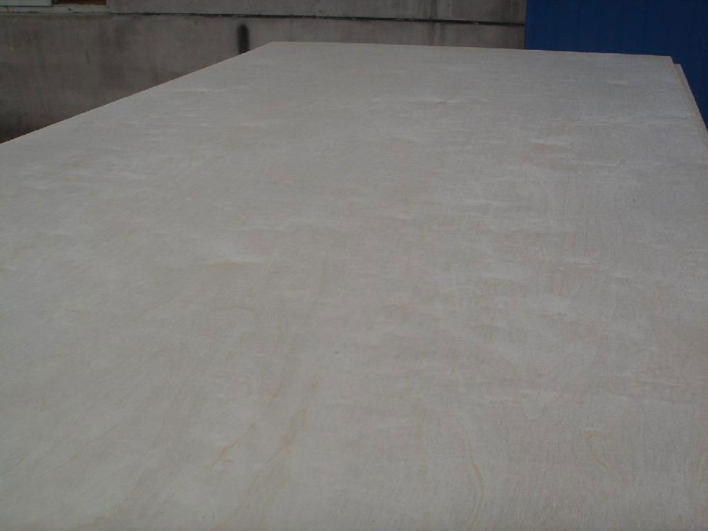 birch plywood 2