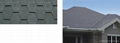 asphalt shingles