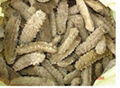 dried sea cucumber