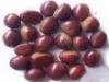 chestnut 1