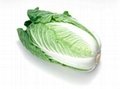 cabbage 2