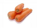 carrot  1