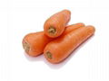 carrot