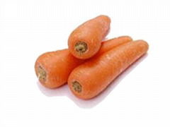 carrot 