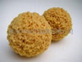 algoid sponge