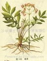 Valerian root P.E