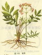 Valerian root P.E