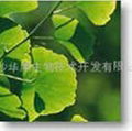 Ginkgo Biloba P.E 1