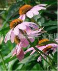 Echinacea purpurea P.E