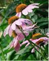 Echinacea purpurea P.E  1