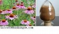 Echinacea purpurea extract