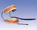 牙齿护理模型 
