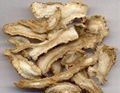   Chinese   Angelica  1