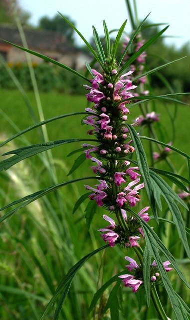 Common  Motherwort  Herb 