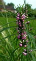 Common  Motherwort  Herb