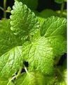 Lemon Balm