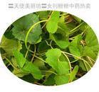 Pennywort Herb