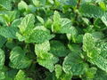 spearmint herb