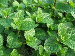 spearmint herb