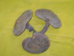  Ganoderma  