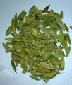  Sanna   Leaf   powder      1