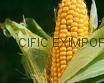 YELLOW CORN