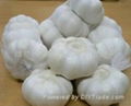 pure white garlic  1